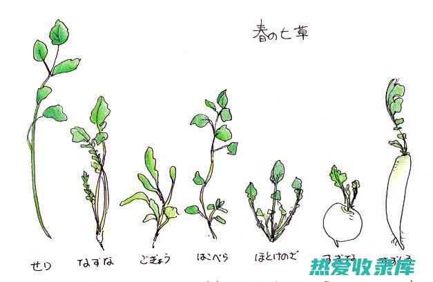 走进九节草的世界：古代智慧与现代科学的交汇，探索草本植物的医疗潜能 (九节草是什么)