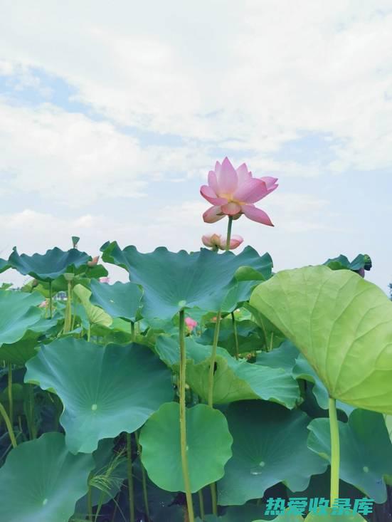 揭秘百莲荷草的活血化瘀力量：天然疗愈让健康流转 (揭秘百莲荷草的秘密)