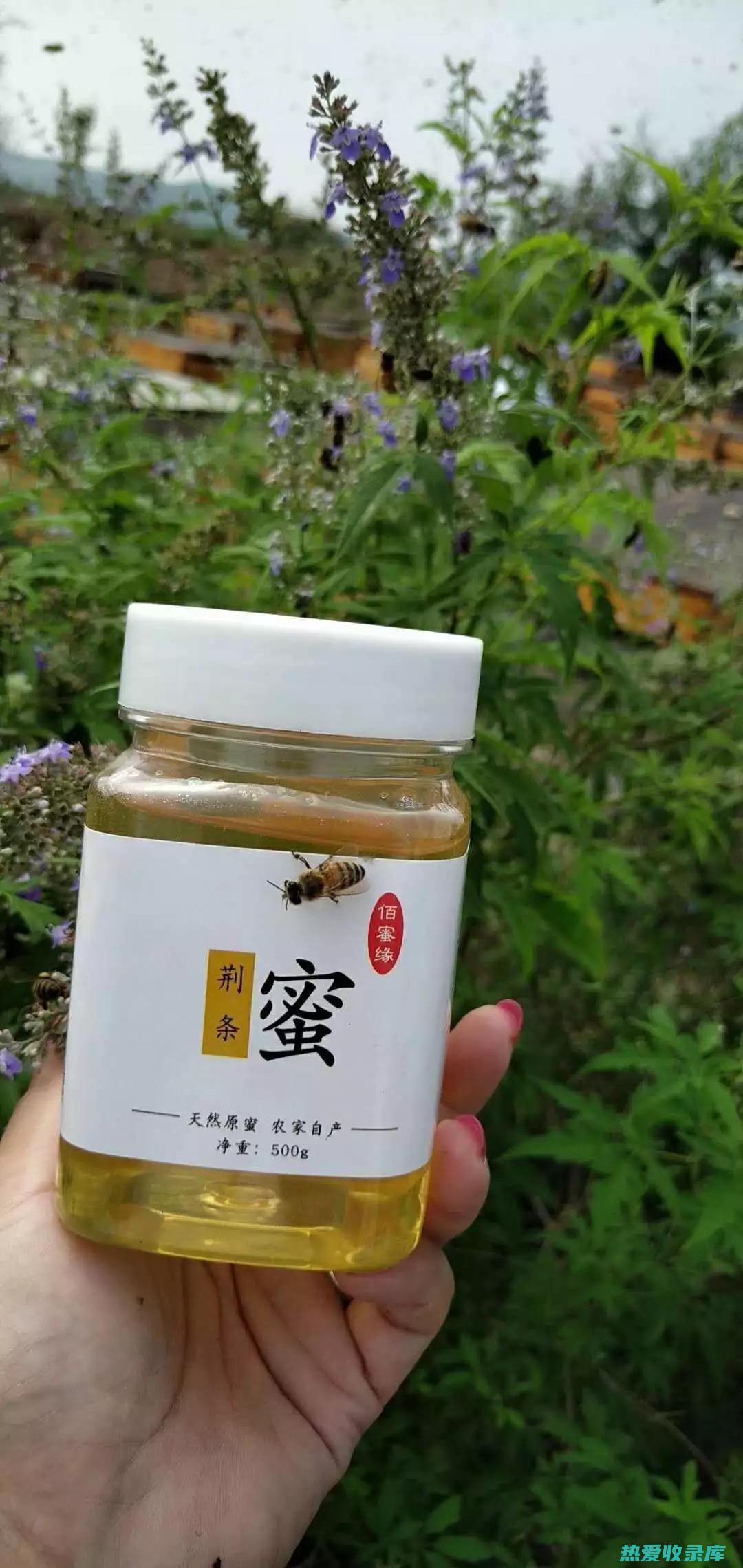 【蜜百部全解析】一探究竟：这种药材有哪些不为人知的神奇作用与功效？ (蜜百部的功效与作用及禁忌是什么)