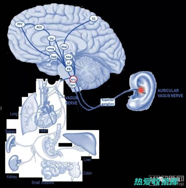 阿普唑仑调节