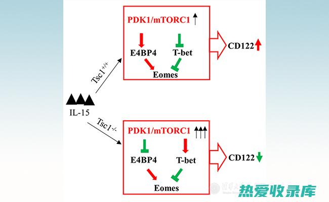 揭示自然之神的电影