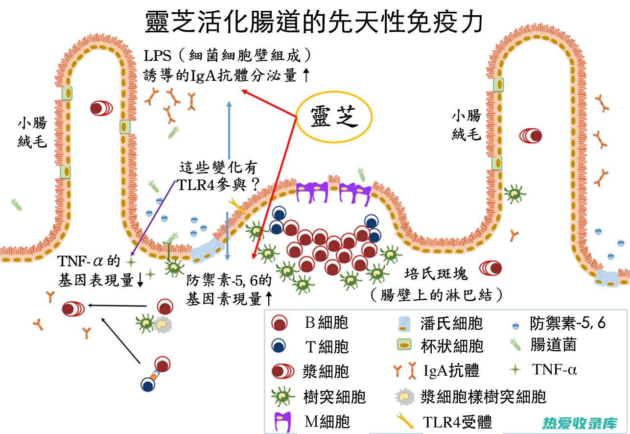 提升免疫力