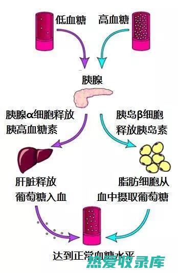 调节血糖水平，印尼血竭王对糖尿病患者的辅助作用 (调节血糖水平的器官主要是)