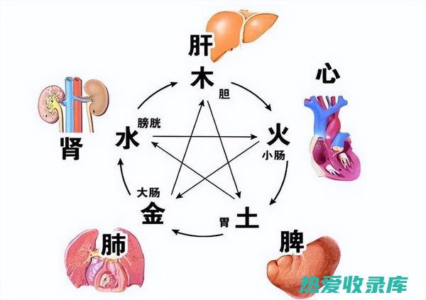 调理脏腑的中成药有哪些