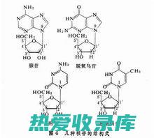 全面解析其强大的健康益处与实际效果