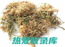 合欢花茶的正确喝法