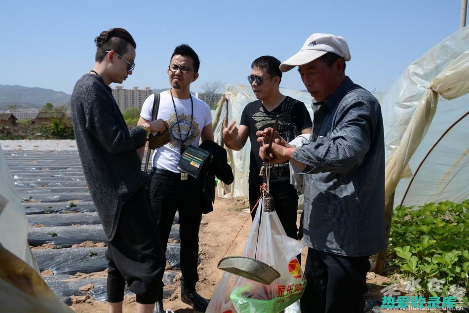 半夏的食用秘籍：正确方法让疗效加倍 (半夏的食用秘方大全)