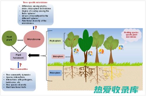 发挥的草本作用：马狼草的现代应用 (发挥的草本作用有哪些)