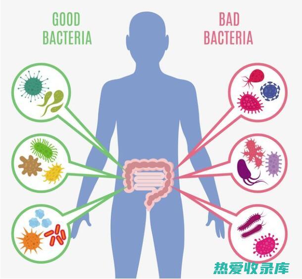 增强免疫和改善消化