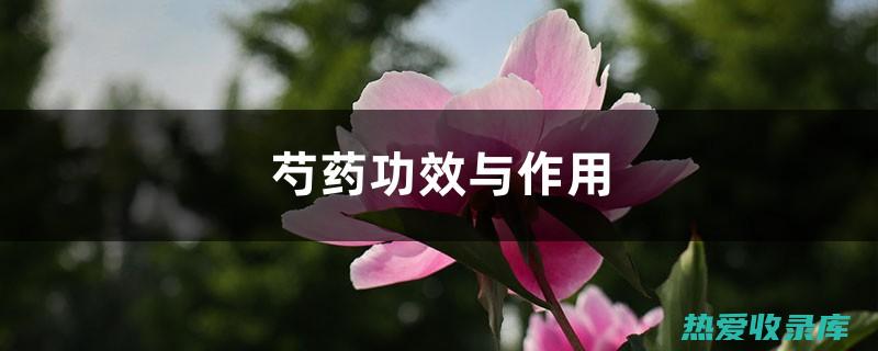 芍药功效