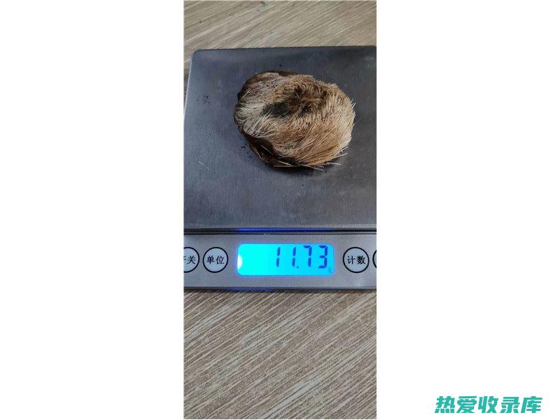 响铃草功效与作用 (响铃草功效与作用及用量)