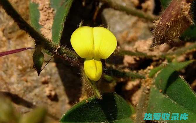 响铃草功效与作用 (响铃草功效与作用图片)