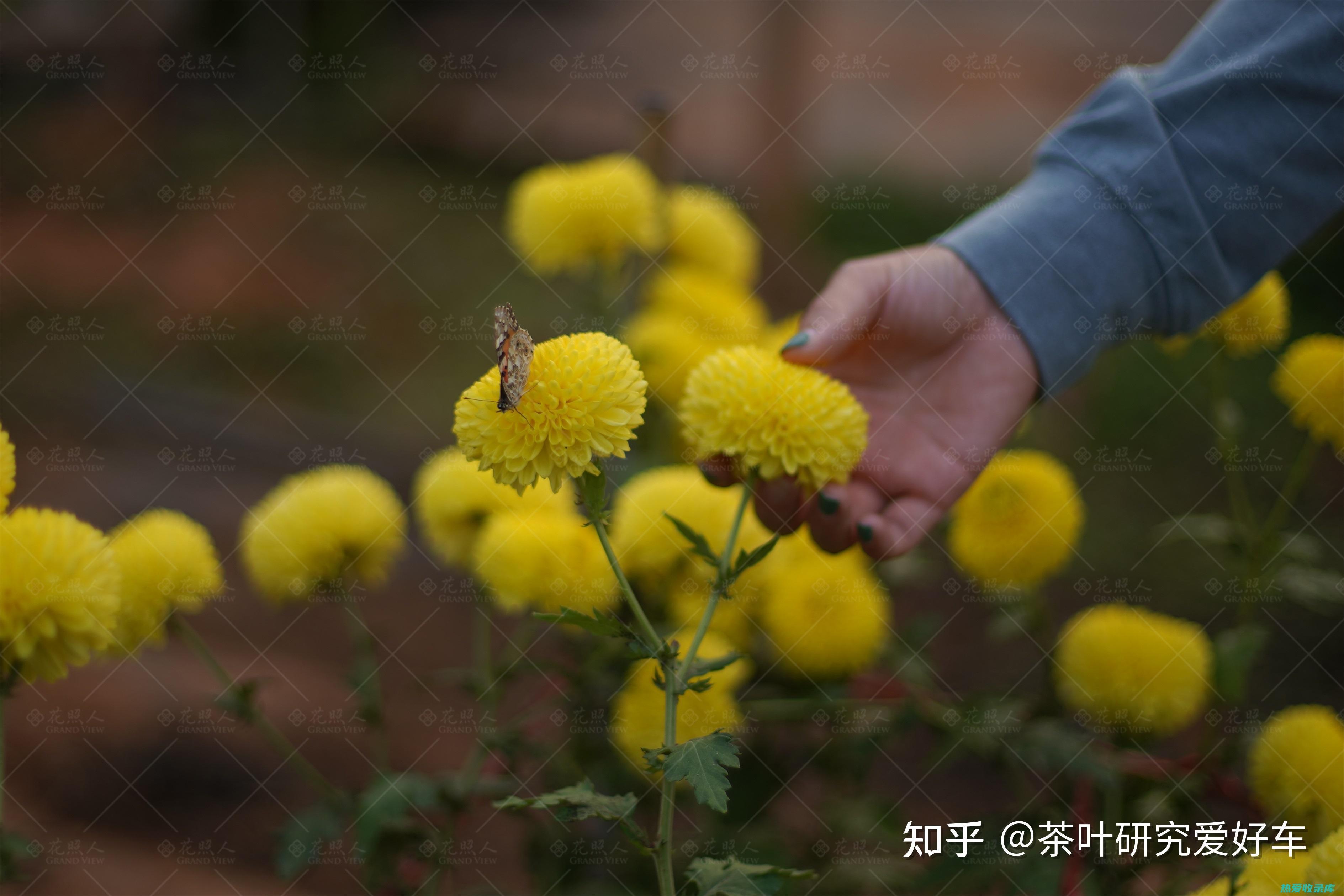 菊花归经与功效与作用 (菊花归经与功效和作用)