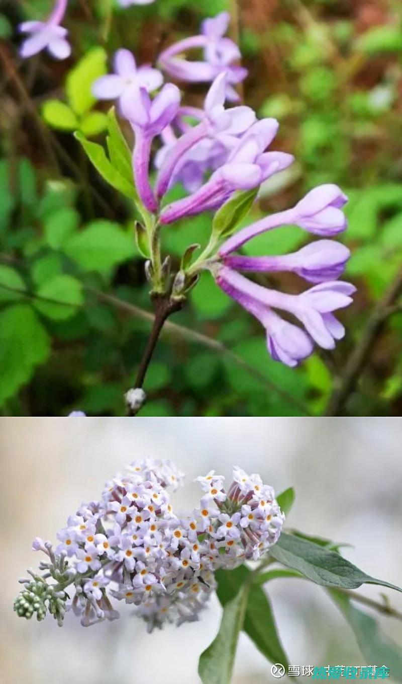 中药代代花的功效