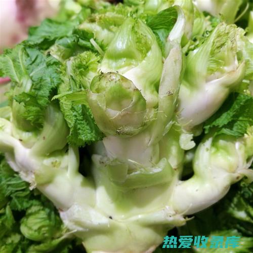 羊角菜的功效与作用 (羊角菜的功效和作用)