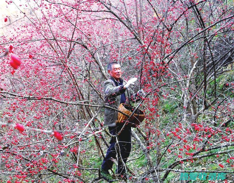 中药川jie功效与作用 (中药川节别名)