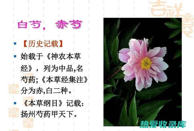 白芍和蜂蜜作用与功效