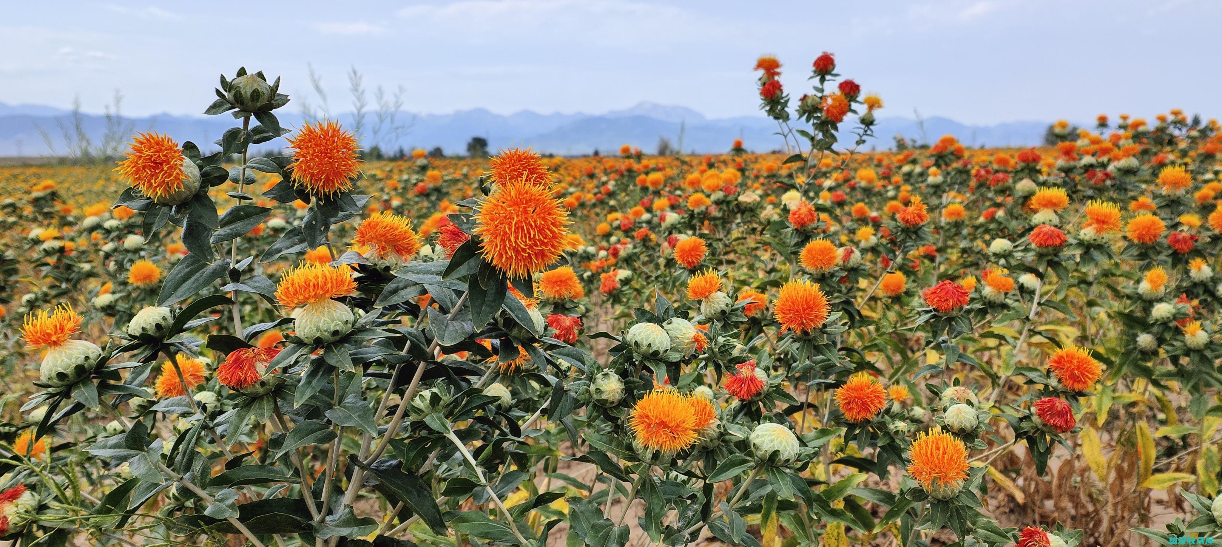 野红花根的是什么