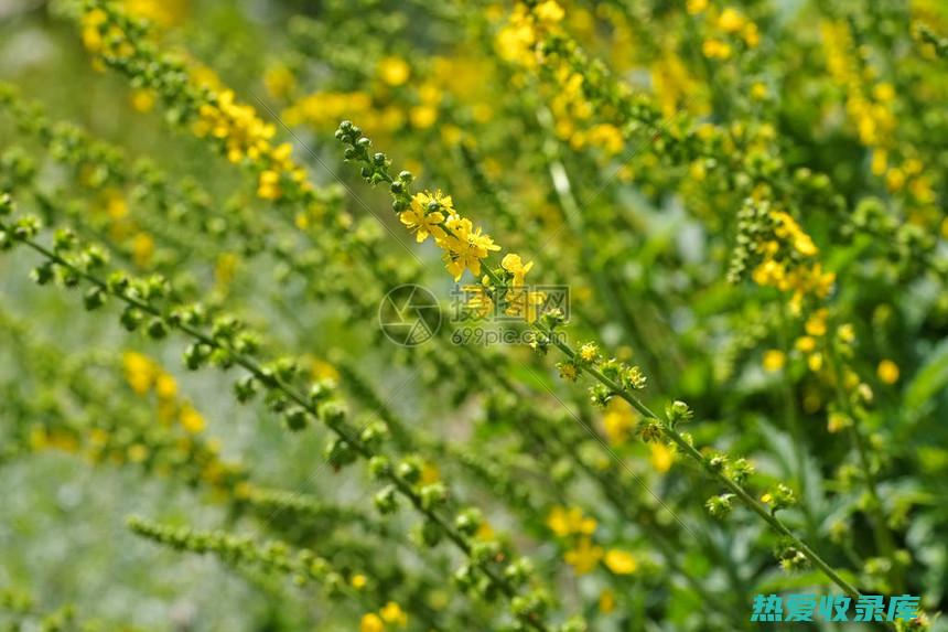 仙鹤草的神奇功效与作用 (仙鹤草的神奇功效)