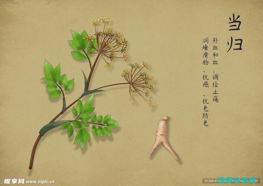 当归花功效与作用