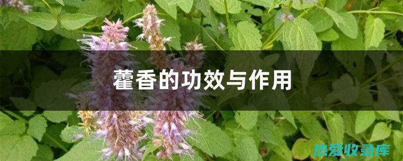 藿香籽的作用与功效