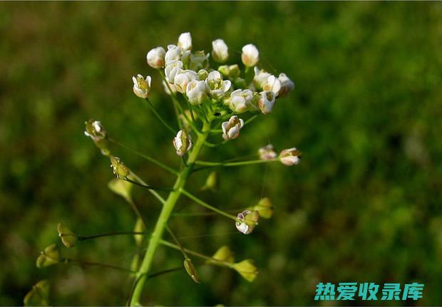 中药荠菜花功效与作用 (中药荠菜花的功效)