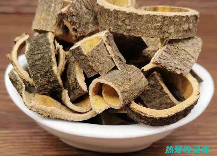 五皮风的功效与作用咳化痰民间