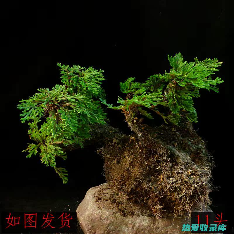 见水还阳草怎么养