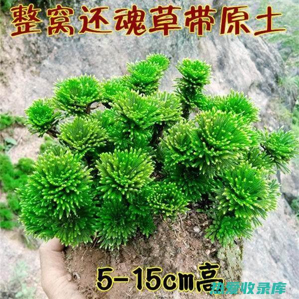 见水还阳草功效与作用 (见水还阳草功效)