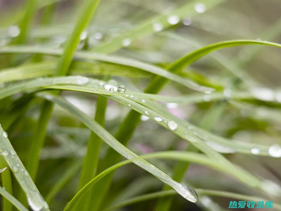 草角的功效 (草角的功效及图片)