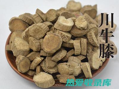 中药川牛膝的作用与功效