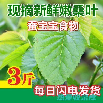 嫩桑叶：5-6月，叶片鲜嫩，尚未完全展开(嫩桑叶吃多了有害处吗)