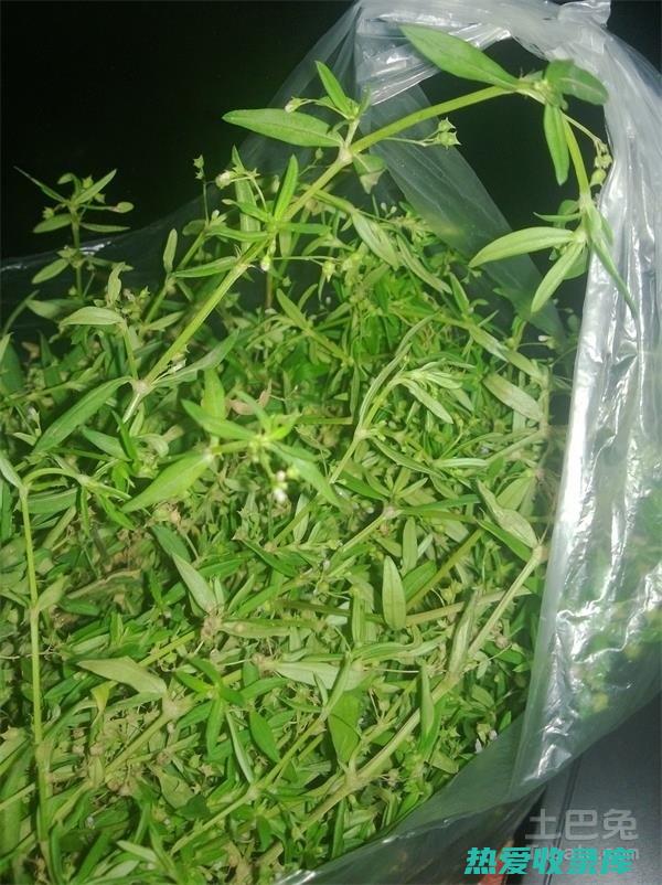 白花舌蛇草的功效与作用 (白花舌蛇草的功效与主治)