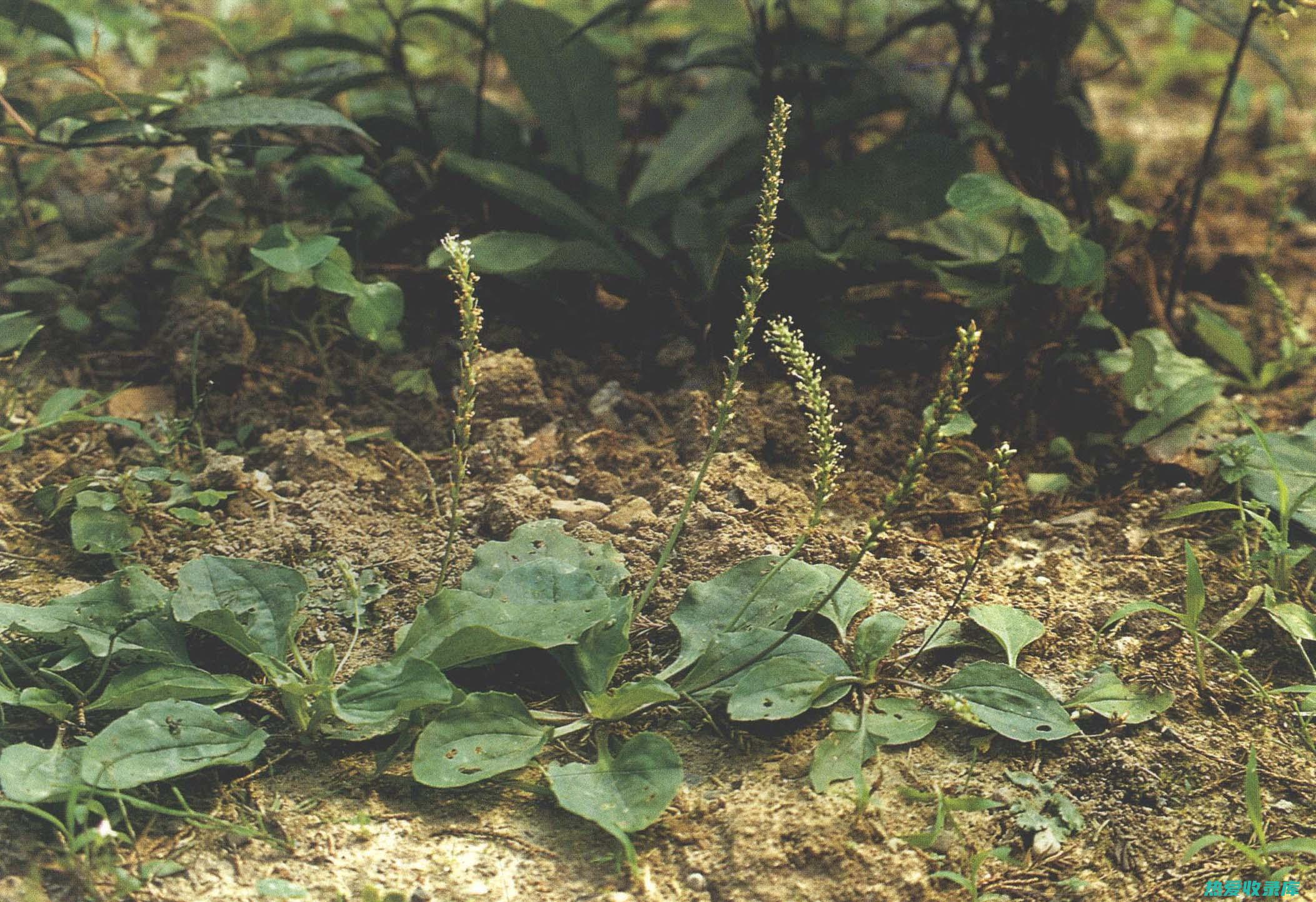 中药材车前草