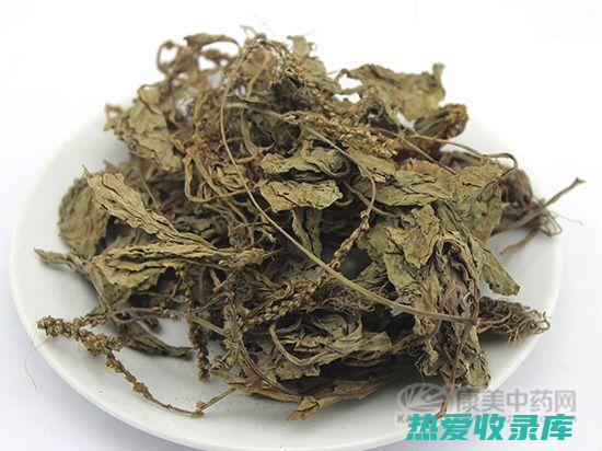 中药材车前草与作用