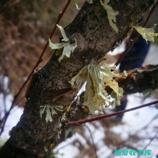 柳花花粉的功效和作用