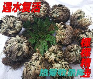 中药还魂草功效 (中药还魂草功能与主治)