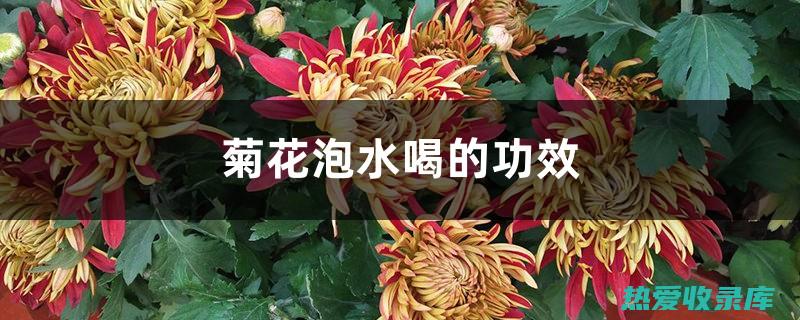 甘菊花的与作用