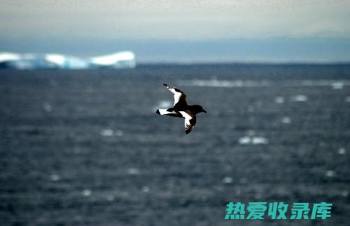 海燕有什么功能