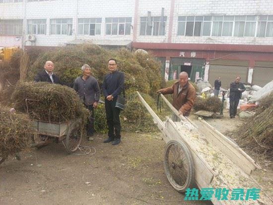 探索中药市场的格局：分析与预测 (探索中药市场的建议)