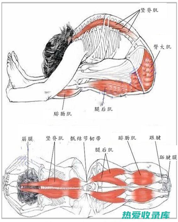 能促进肾脏排出水钠