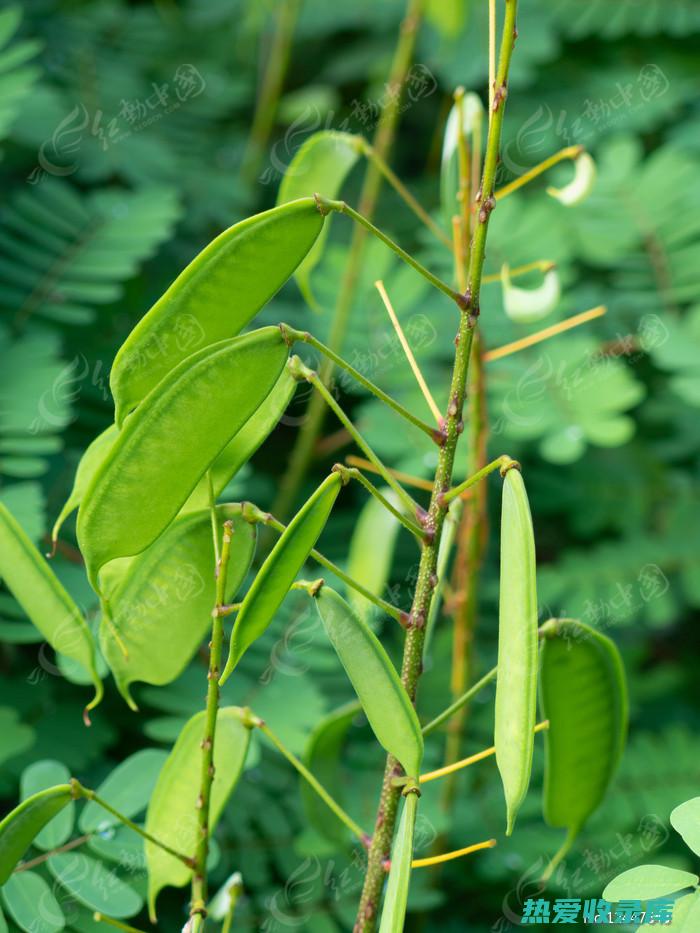 云实树根功效 (云实树根部的药用价值?)