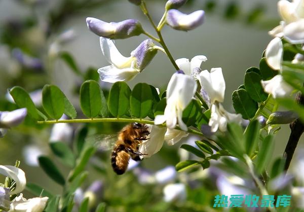 针雀花根功效