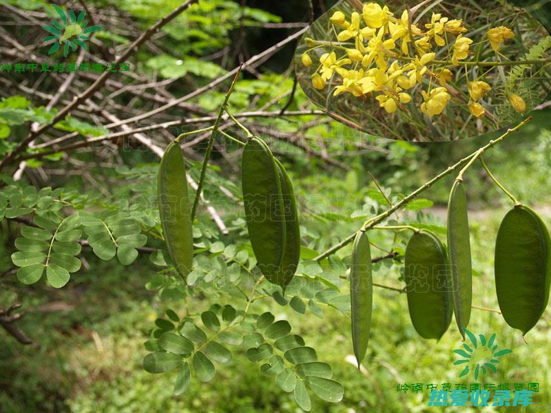 云实树根药用