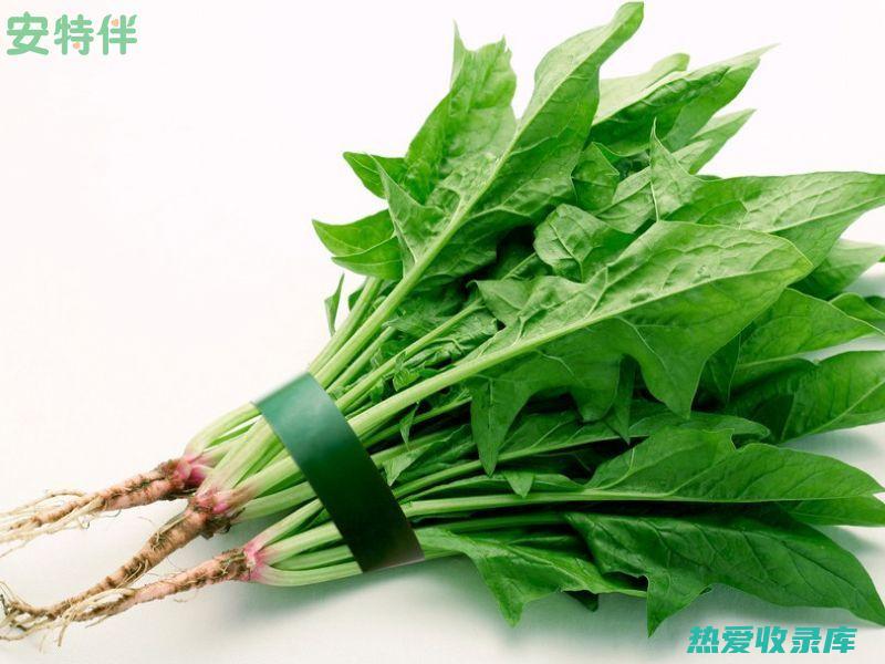 野菠菜根的功效