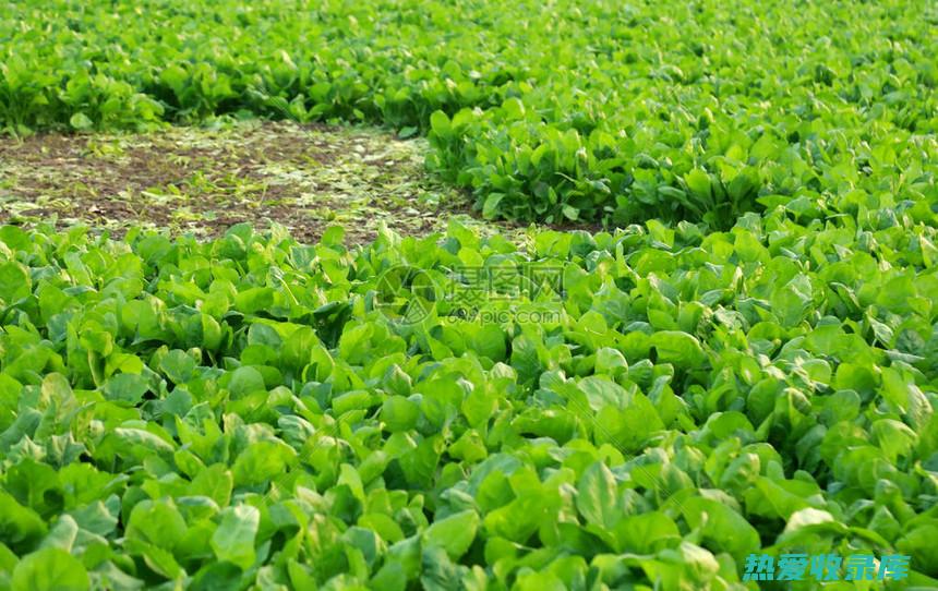 野菠菜根的功效和作用