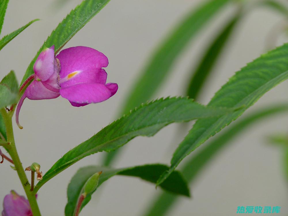 凤仙花有无在中药店出售