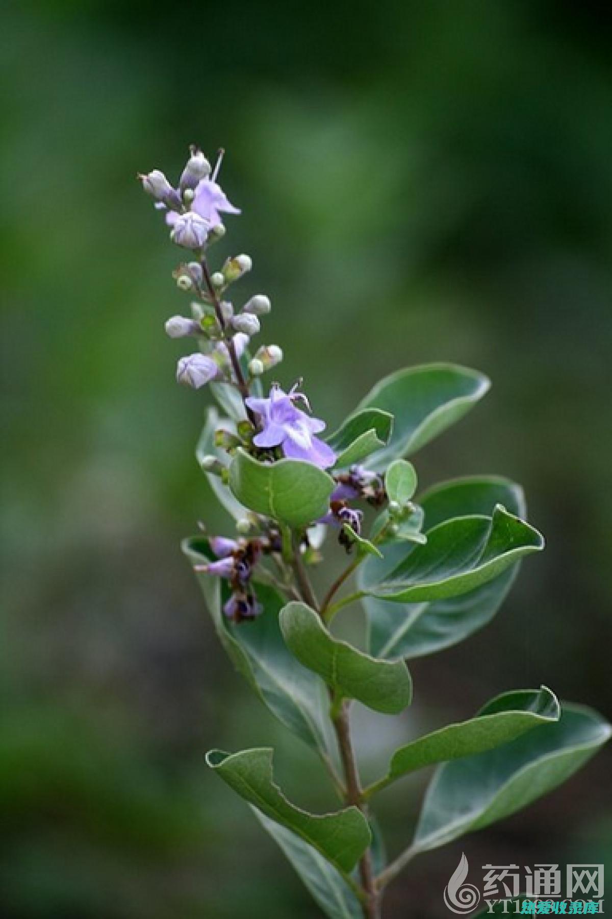 中药两嘴刺：抗菌消炎、清热解毒的天然良药 (一刺两嘴中药的别名)