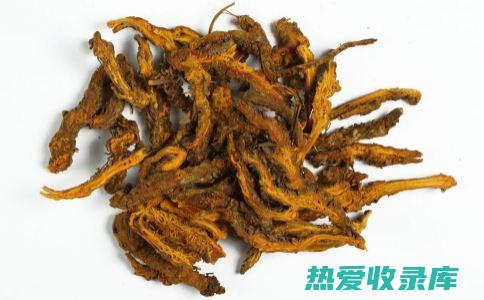 中药岩黄连的功效：神奇的抗菌抗病毒药材 (中药岩黄连的功效与作用)