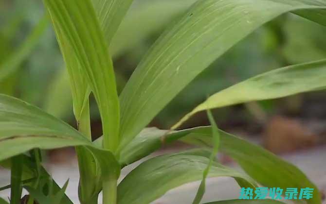 品种与功效区别